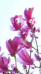 Pink magnolia in full bloom before white background. Purple Magnolia in full bloom before white background.
