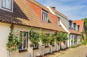 Pink roses in front of historic houses in Holm village, Germany