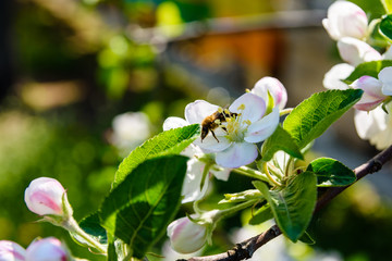 Blossoming branches of the apple tree on spring