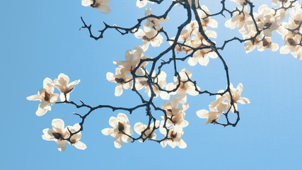 Obraz premium White magnolia flower blooming under blue sky. Spring magnolia flowers. White Magnolia in the wind.White flowers are fairyland