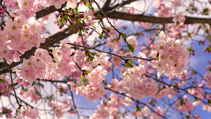 beautiful cherry blossoms at park