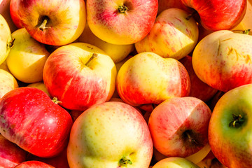 Background of the big pile of ripe apples