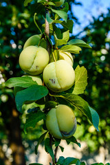 Plum tree with unripe green fruits at summer