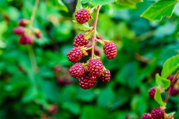 Unripe berries on a bush of the blackberry in garden