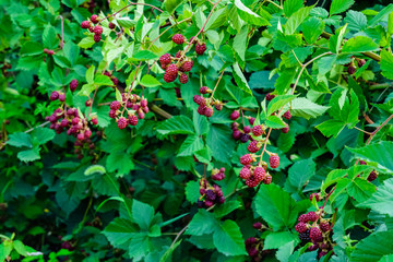Unripe berries on a bush of the blackberry in garden
