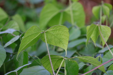 texture of green leaves back side of beans plan
