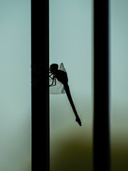 Close up of a Dragonfly on  a window. dark silhouette of dragon fly