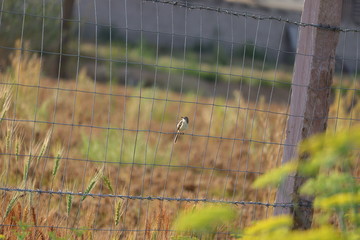 robin bird sitting on iron wire' net