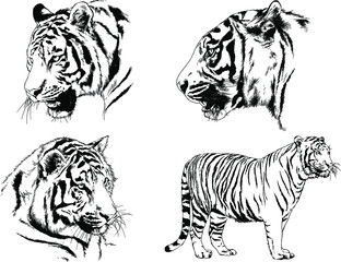 set of vector drawings on the theme of predators tigers are drawn by hand with ink tattoo logos