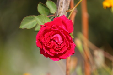 A red rose flower hanging on plant with natural condition