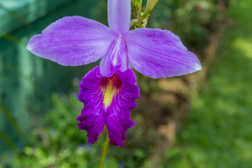 Orchid Flower