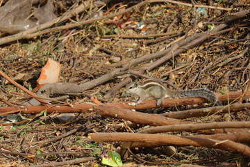 squirrel resting on neem dry woods