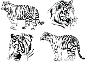 set of vector drawings on the theme of predators tigers are drawn by hand with ink tattoo logos