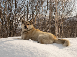 Mixed breed dog has fun in the snow. dog lies in the snow and rests.