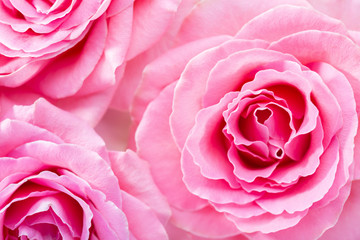 Floral background with pink  Roses. Selective focus.