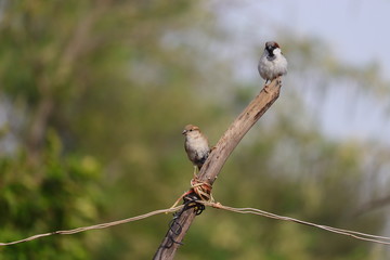 a couple sparrow bird sitting on standing woods