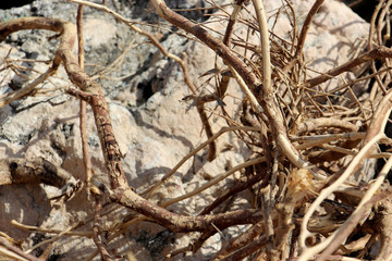 dry branches or plant roots intertwined creating a beautiful pattern of light and shadow on the huge stones of the southern coast of the countries on a sunny day