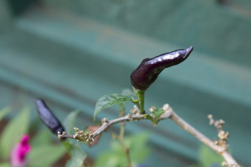 Black Chilli