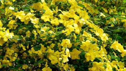  Kerria blossoms blooming in the park
