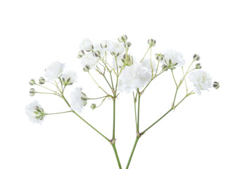 Twigs with flowers of Gypsophila isolated on white background