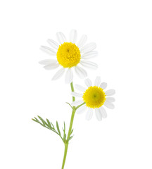 Sprig with two small flowers of Chamomile and isolated on white background. Matricaria Chamomilla.