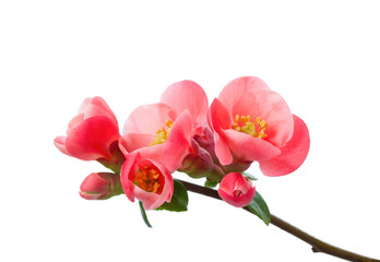 Flowering Quince (Chaenomeles) isolated on white background.