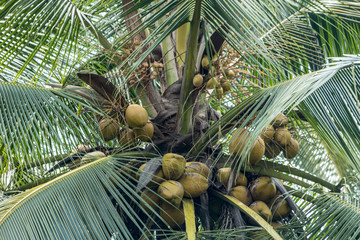 Sri Lankan Coconut