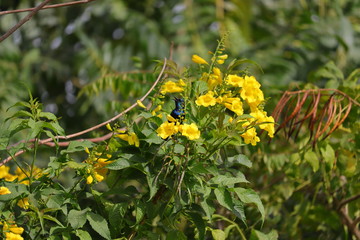 hummingbird singing songs on branch of yellow flower