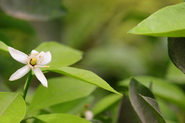 A white lemon flower blooming in garden