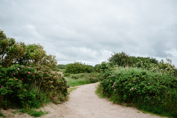 Fototapeta na wymiar Sandy beach pathway through rose hip flowers on a cloudy day 