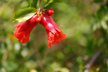 A group of pomegranate flowers hanging under plant with copy space