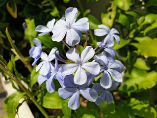 Blue flowers plumbago auriculata or plumbago europaea.