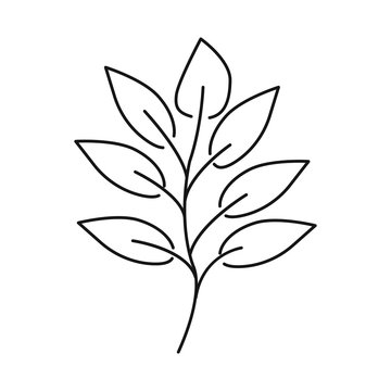 Isolated object of leaf and coffee logo. Set of leaf and plant vector icon for stock.