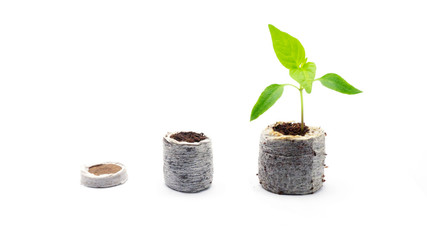 Photo of the growth stages of a young plant. How to use a peat tablet. Growing plants in peat...