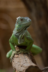 iguana on rock