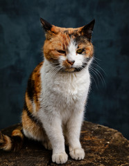 tricolor cat on a stump in the studio