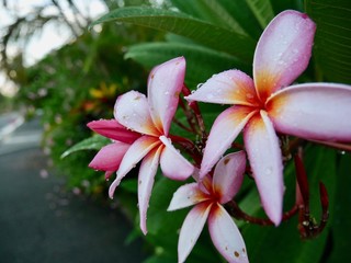 雨に濡れたプルメリア