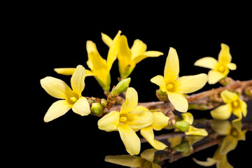 Yellow spring flowers of Forsythia isolated on black background, reflection