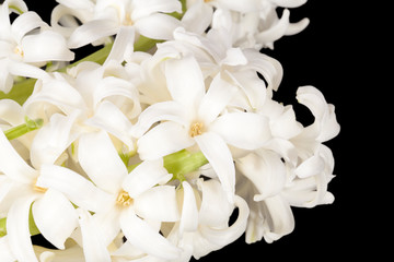 Fototapeta na wymiar Spring flowers of white Hyacinth isolated on black background, close up