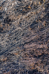 Burnt grass in the park for fertilizing the soil and growing new grass in the summer.