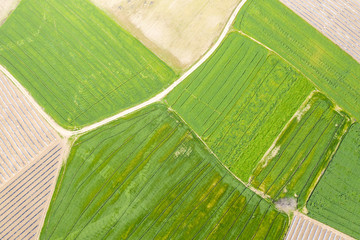 An aerial view of huge agricultural plant fields, divided with path. Green growing plants below.