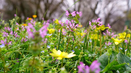 Obraz na płótnie Canvas 春の野に咲くホトケノザ
