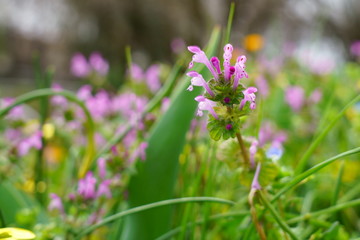 春の野に咲くホトケノザ