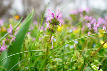 春の野に咲くホトケノザ
