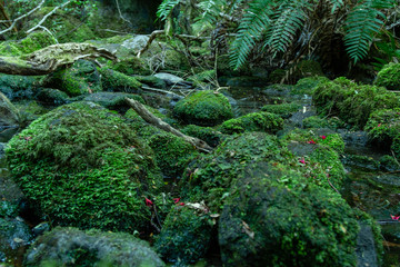 Obraz premium Saltos del Petrohué, ubicado Osorno, región de los lagos, Chile.