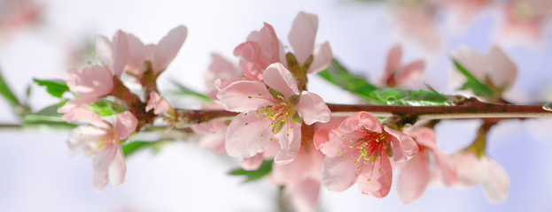Sakura flowers, pink beautiful peach tree inflorescences. Bright natural background for wallpapers...