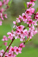 Sakura flowers, pink beautiful peach tree inflorescences. Bright natural background for wallpapers in pink and green bright shades.