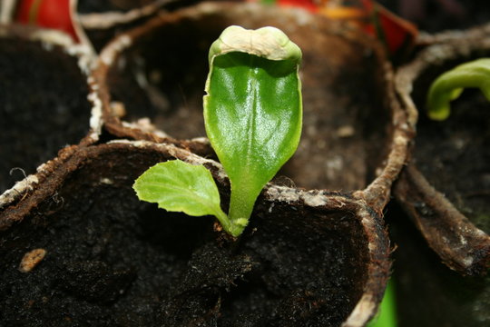Pflanze Gurke