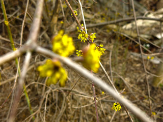 shrub with small yellow flowers in early spring