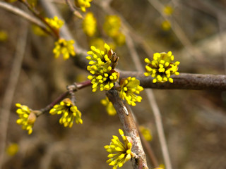 shrub with small yellow flowers in early spring